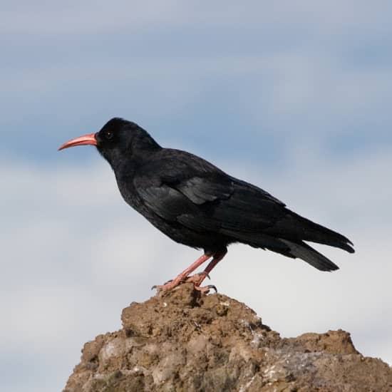 Official cover of the event Domingos de Patrimonio: las Aves de Segovia