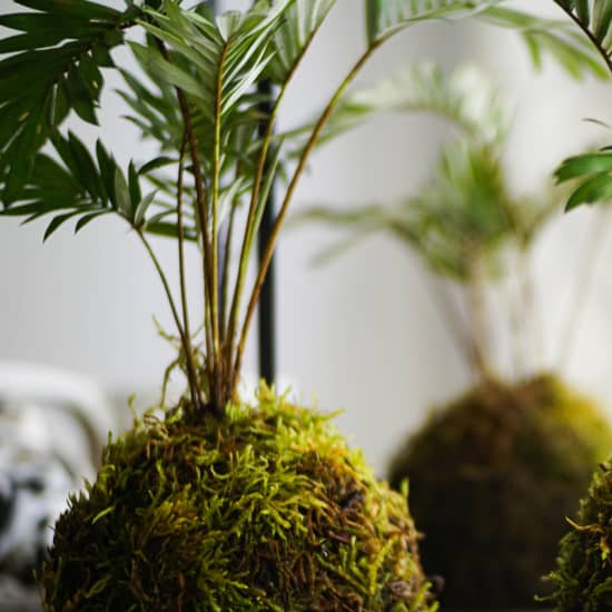 Official cover of the event Kokedamas, el arte de tener plantas sin macetas