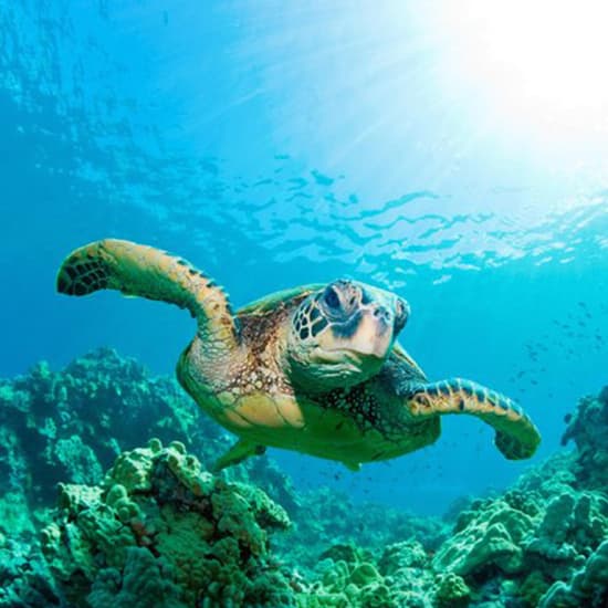 Official cover of the event Entrada sin colas para SEA LIFE Benalmádena