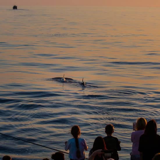 Official cover of the event Avistamiento de delfines en Mallorca con Click Mallorca