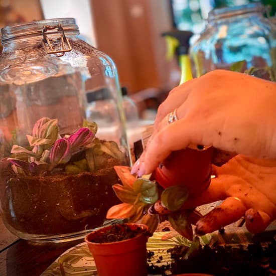 Official cover of the event Workshop Terrarium au Serra